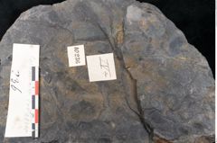Foto (Detailansicht) von Quercus pachyphylla Ettingshausen (NHMW-GEO-2024-0188-10236b)